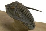 Spiny Walliserops Trilobite With Diademaproetus - Foum Zguid #312368-5